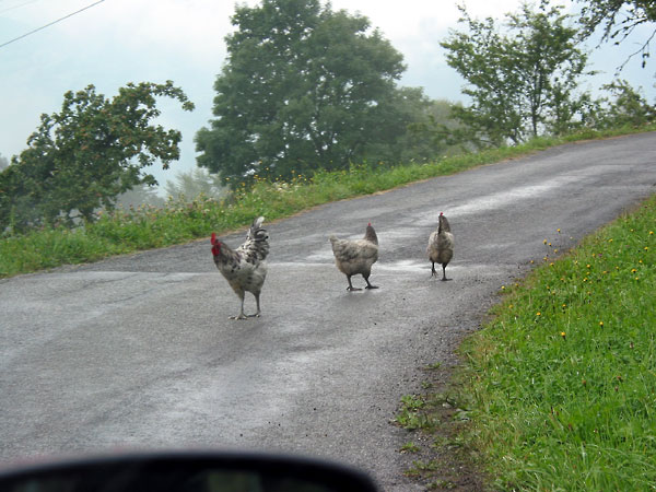 Chicken on the road